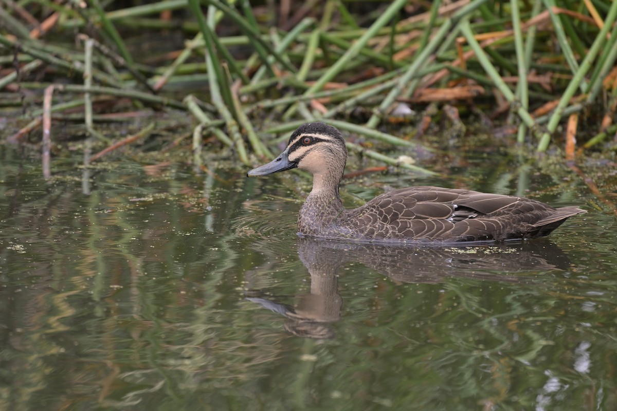 マミジロカルガモ - ML649033977