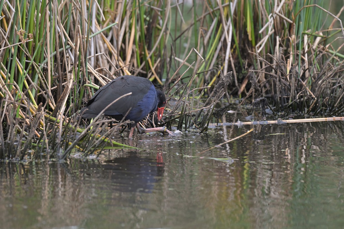 オーストラリアセイケイ - ML649034003