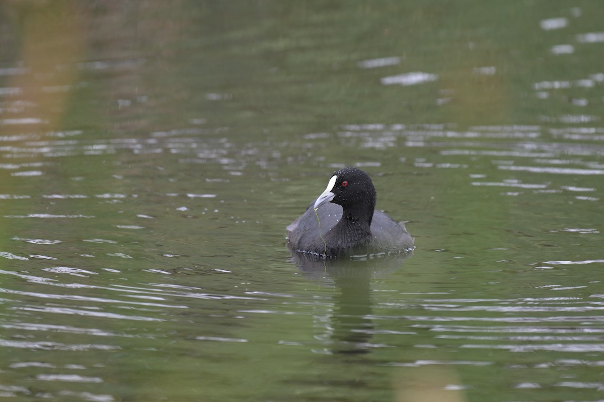 オオバン - ML649034006