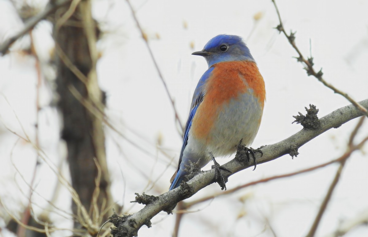 salašník západní - ML649034022