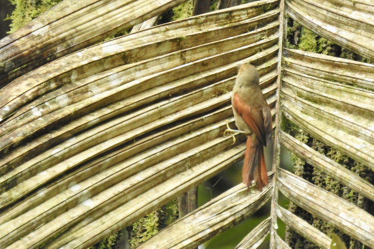 Red-faced Spinetail - ML649034027