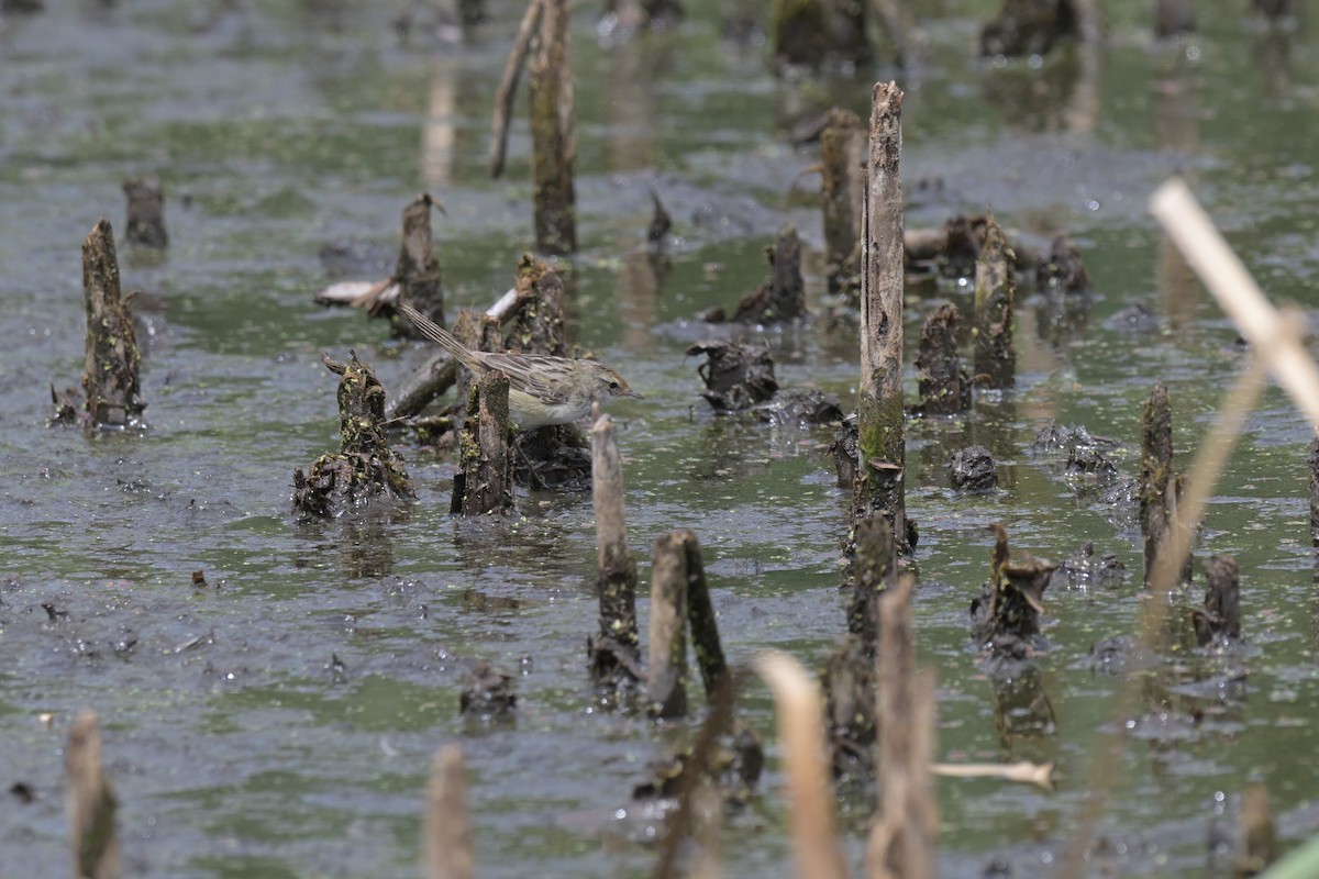 シマオオセッカ - ML649034054