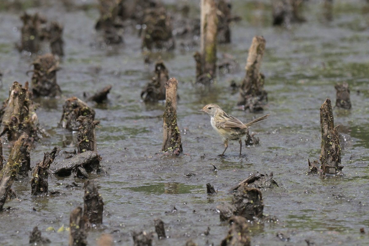 シマオオセッカ - ML649034059