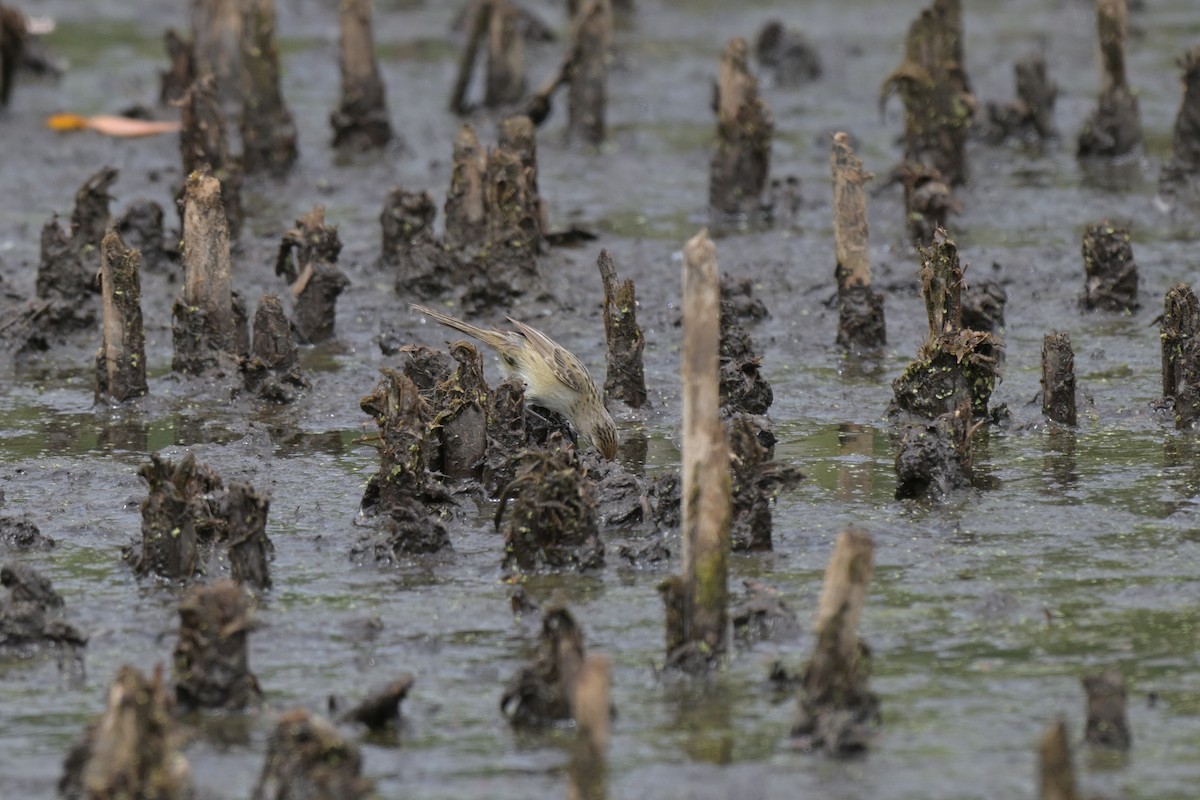 シマオオセッカ - ML649034062