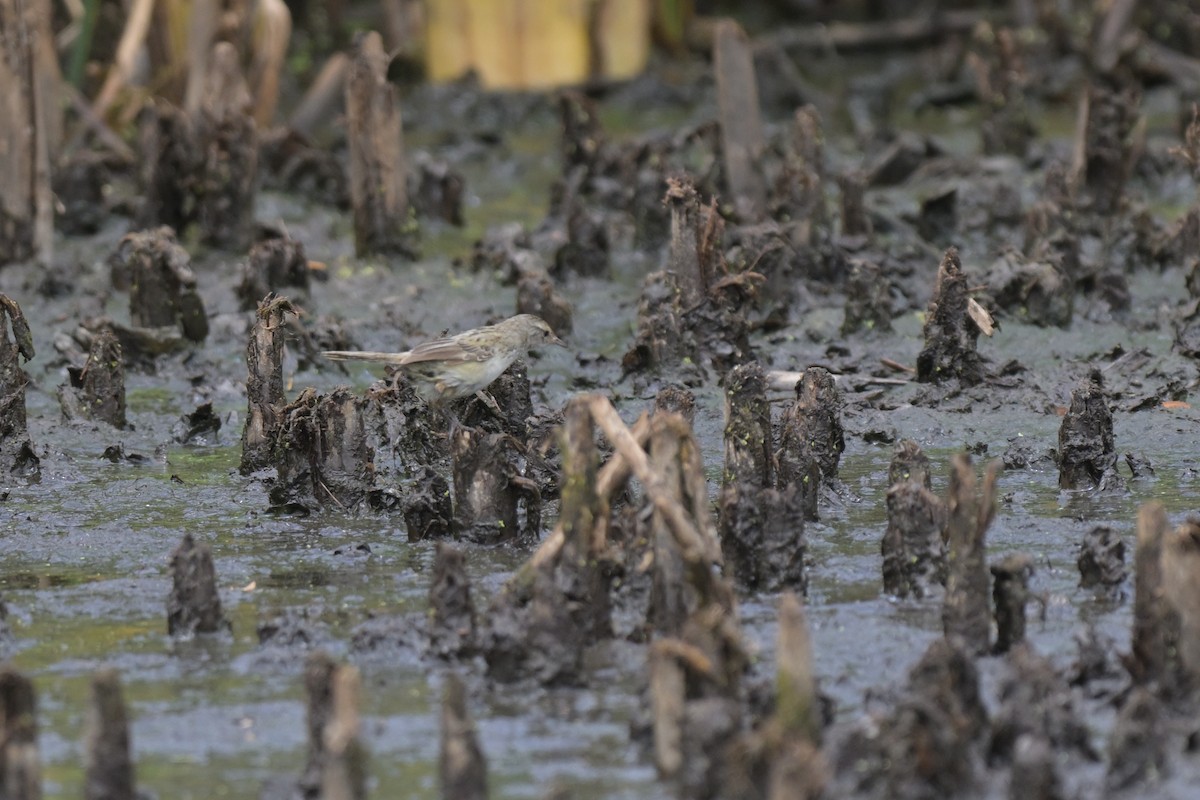 シマオオセッカ - ML649034076