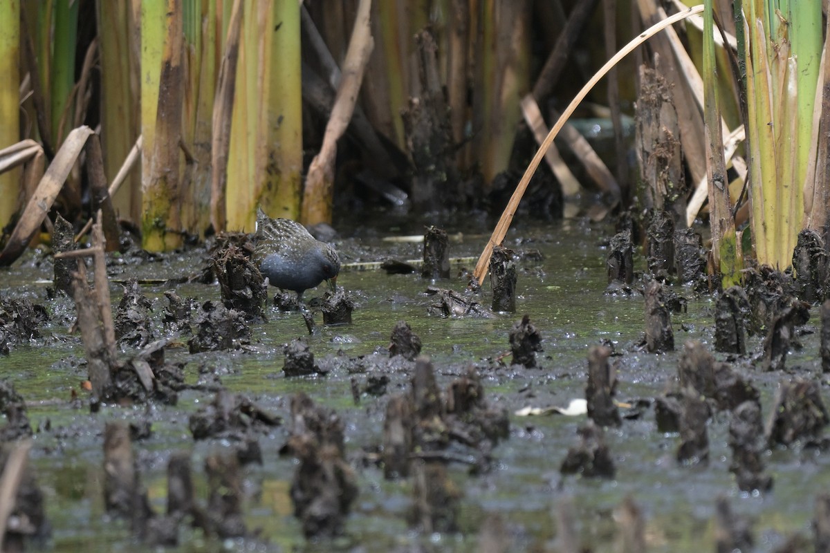 ミナミヒメクイナ - ML649034082