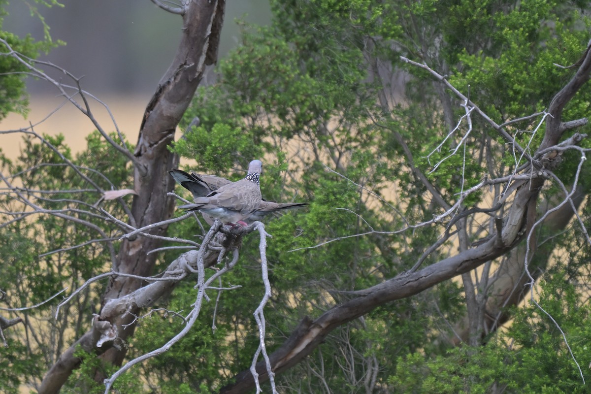 カノコバト - ML649034096