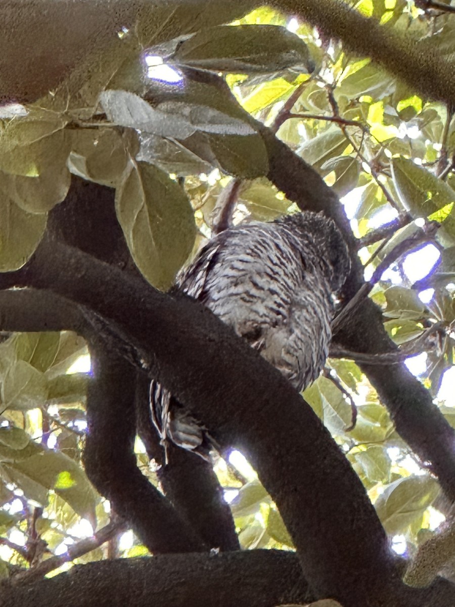 Powerful Owl - ML649034100