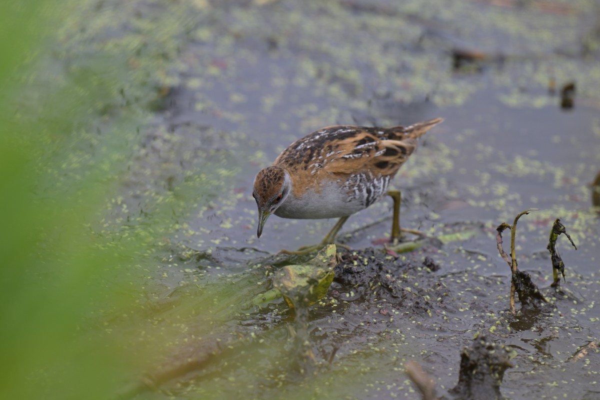 ヒメクイナ - ML649034108