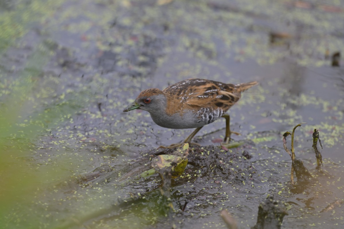 ヒメクイナ - ML649034109