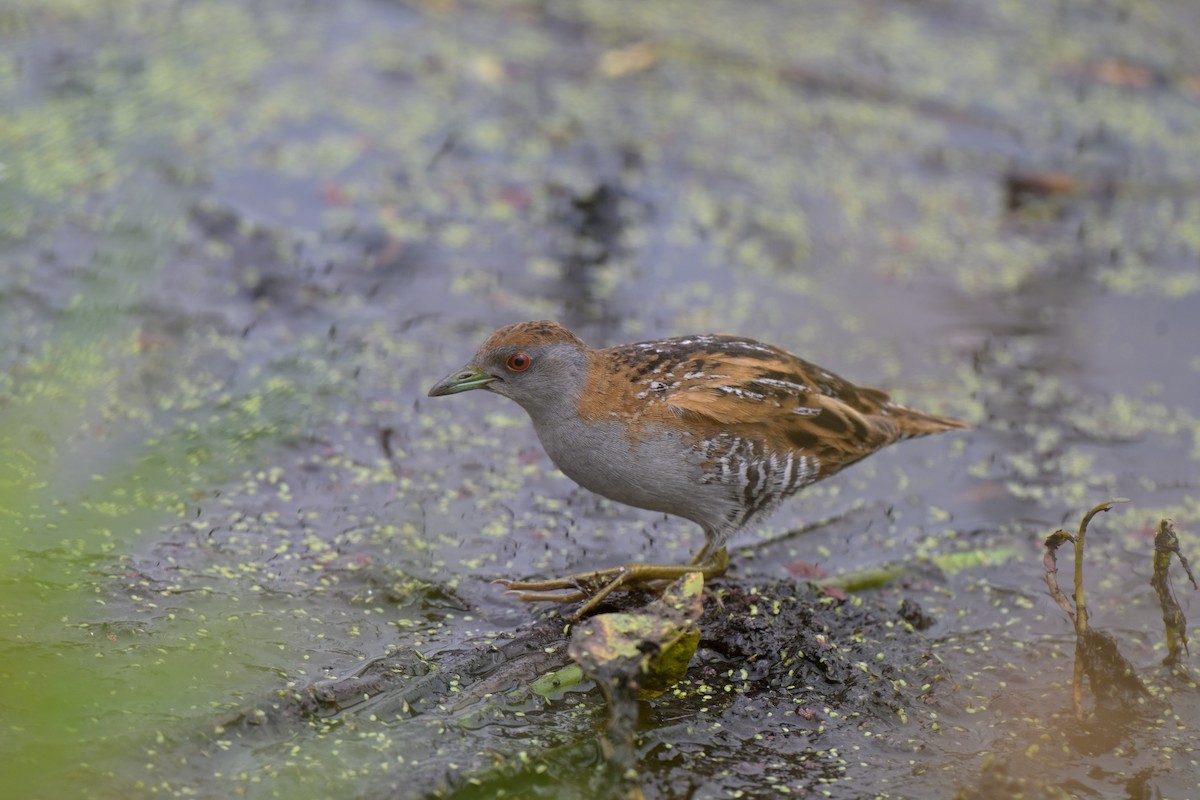 ヒメクイナ - ML649034110