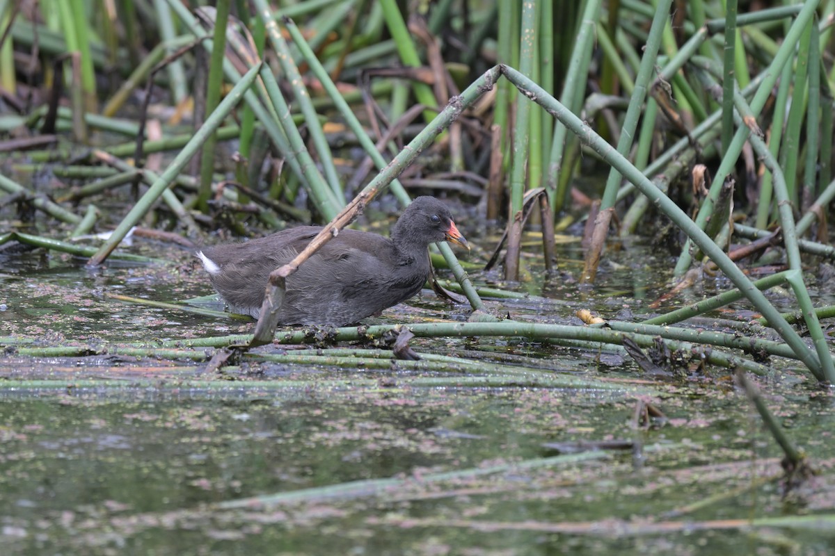 ネッタイバン - ML649034113