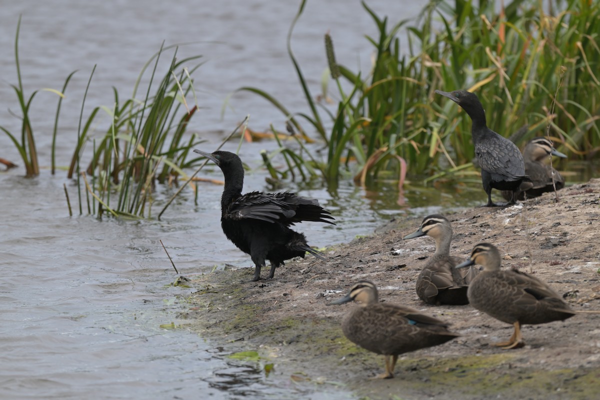 ミナミクロヒメウ - ML649034124