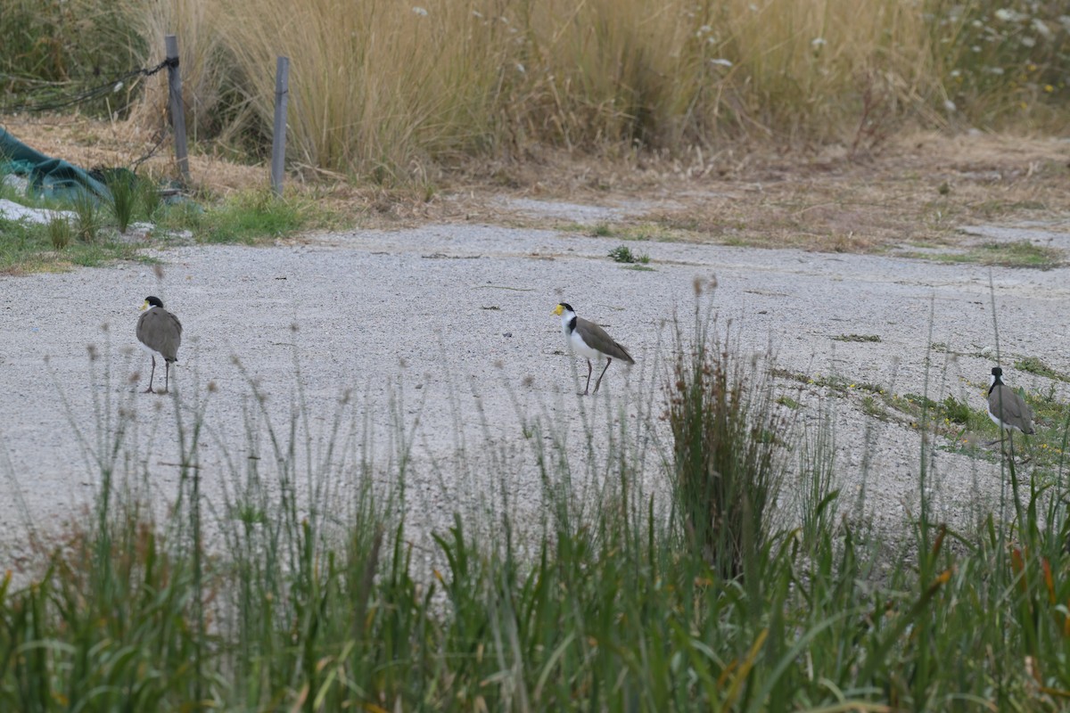 ズグロトサカゲリ - ML649034137