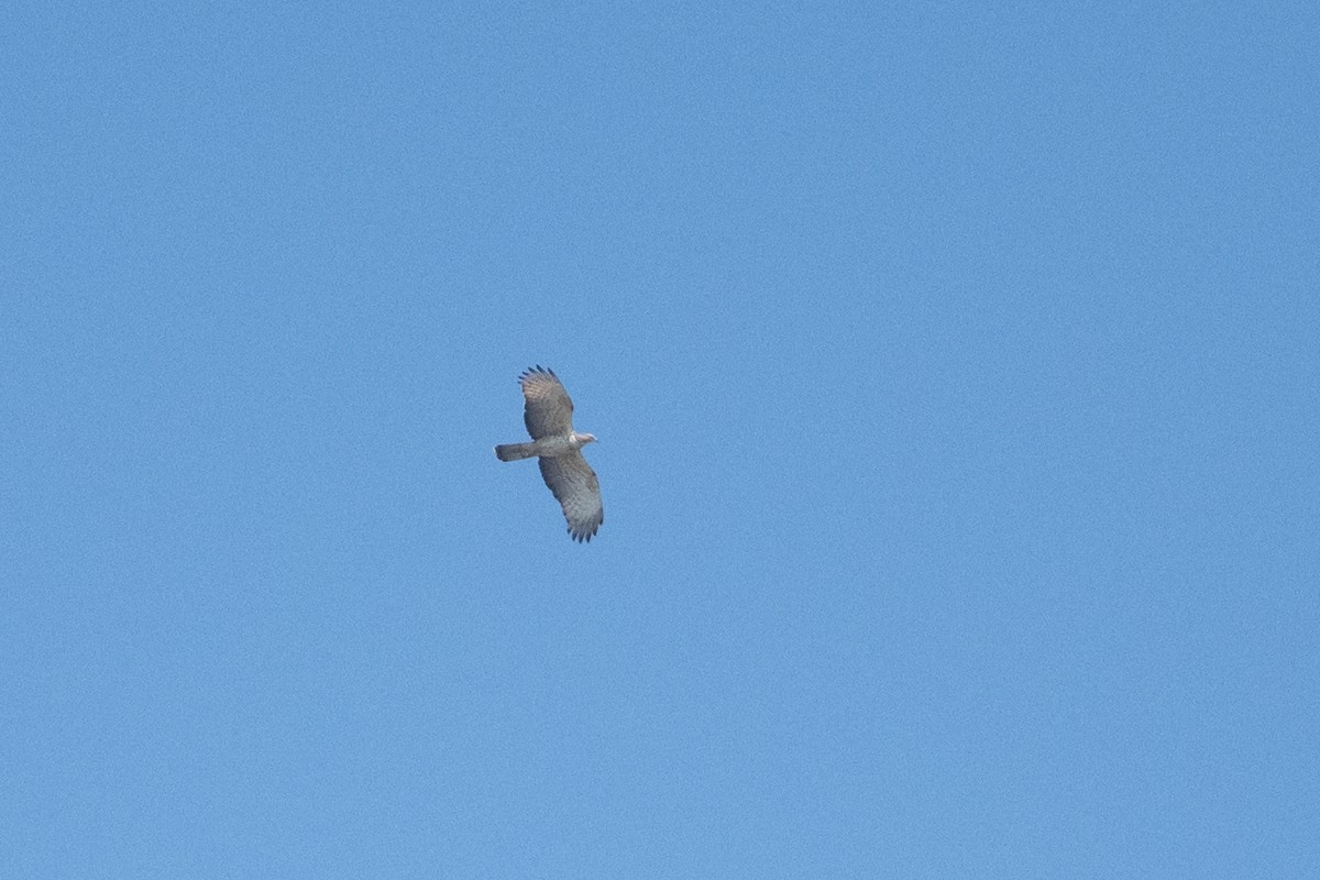 Хохлатый осоед - ML649034489