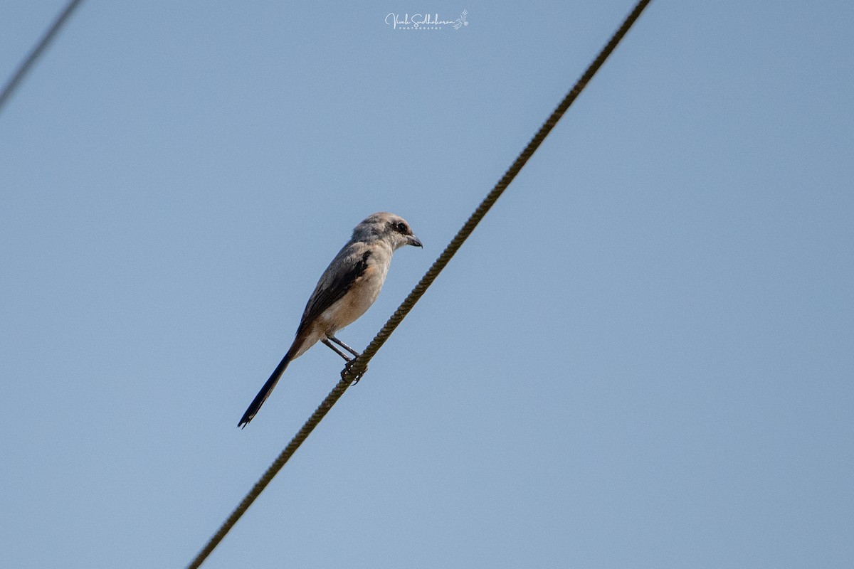Длиннохвостый сорокопут - ML649034524
