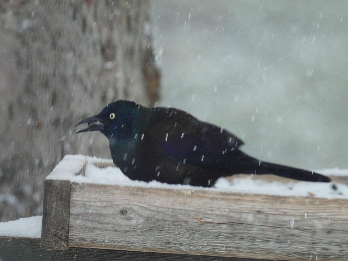 Common Grackle - ML649034721