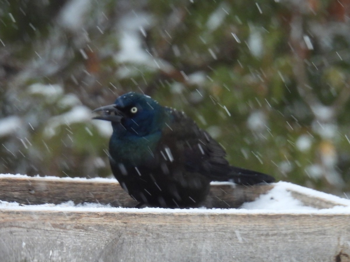 Common Grackle - ML649034722