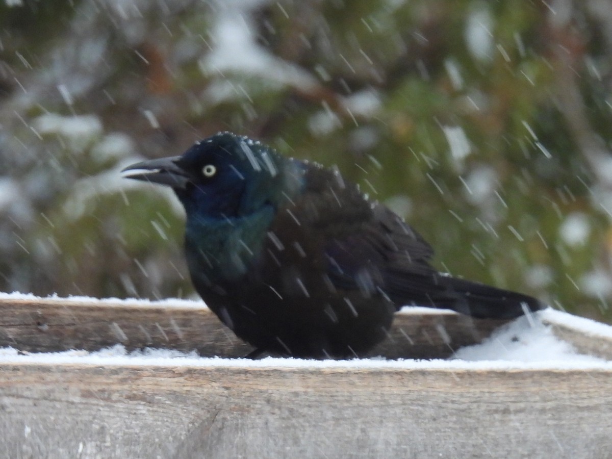 Common Grackle - ML649034723