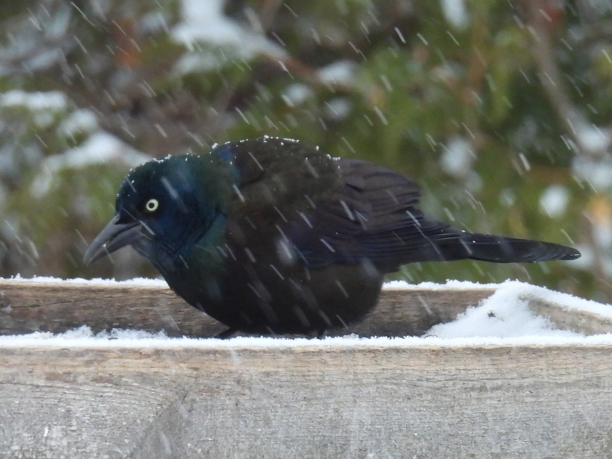 Common Grackle - ML649034724