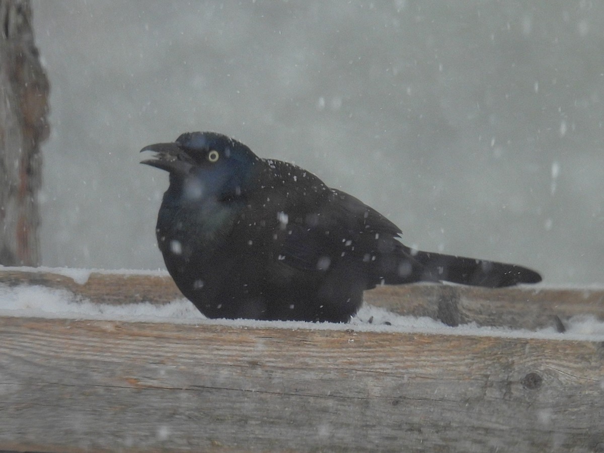 Common Grackle - ML649034725