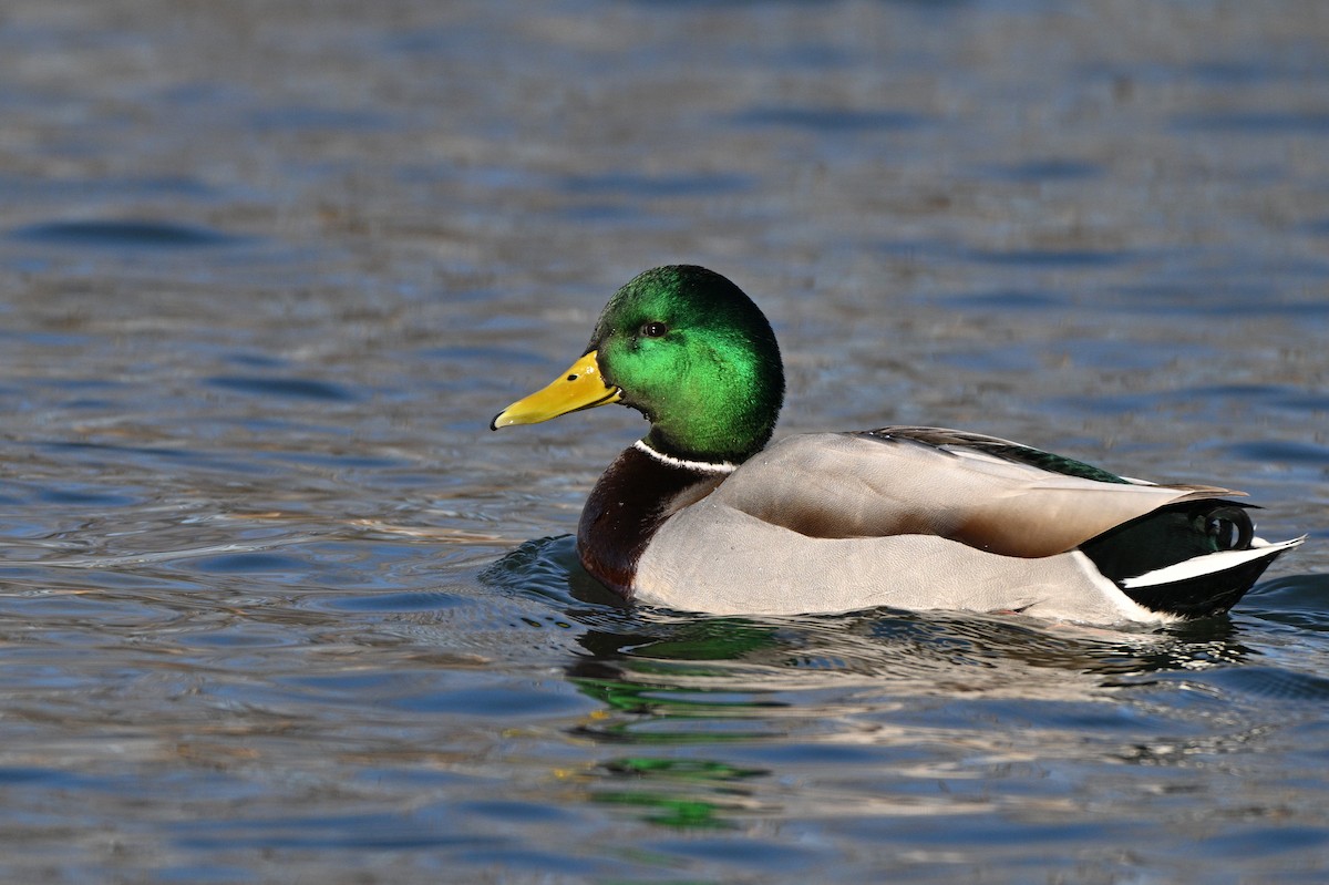 Ánade Azulón - ML649035104