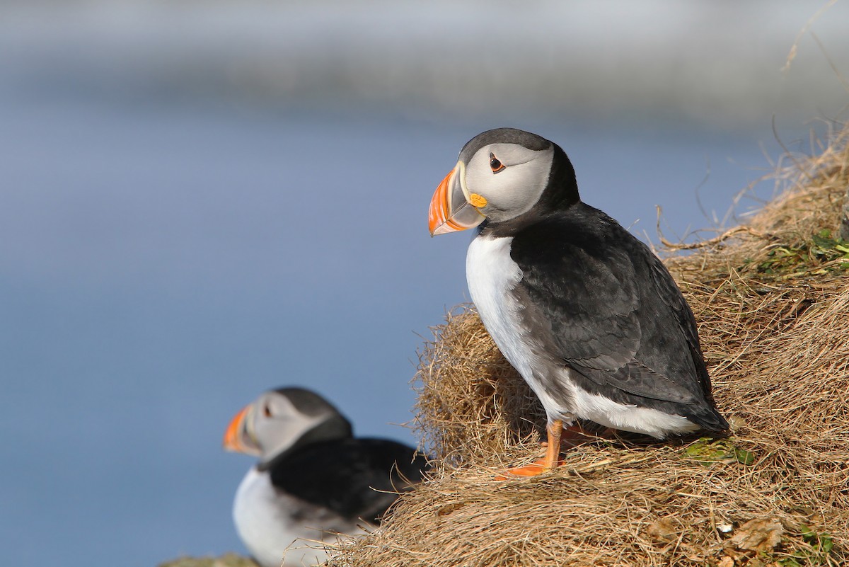 Atlantic Puffin - ML64903511