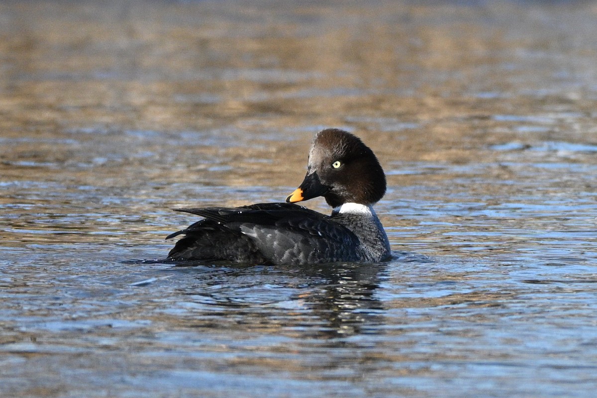 Porrón Osculado - ML649035157