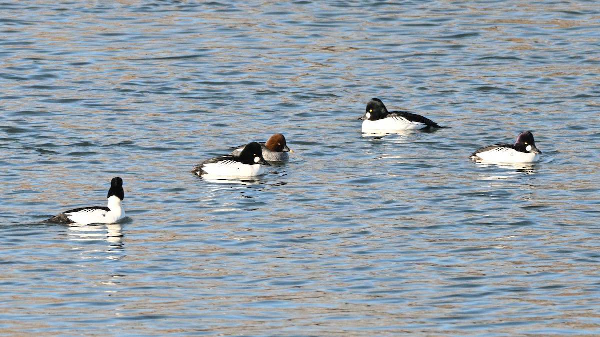 Porrón Osculado - ML649035158