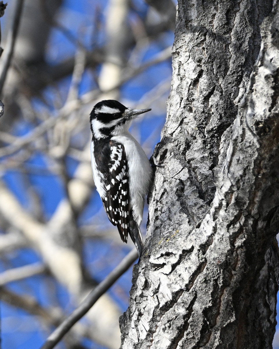 Pico Velloso - ML649035178