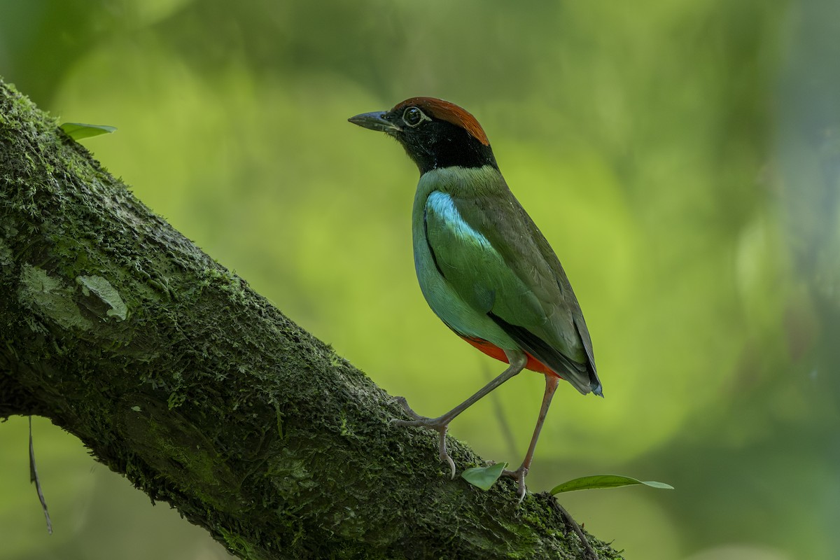 Nicobar Hooded Pitta - ML649035181