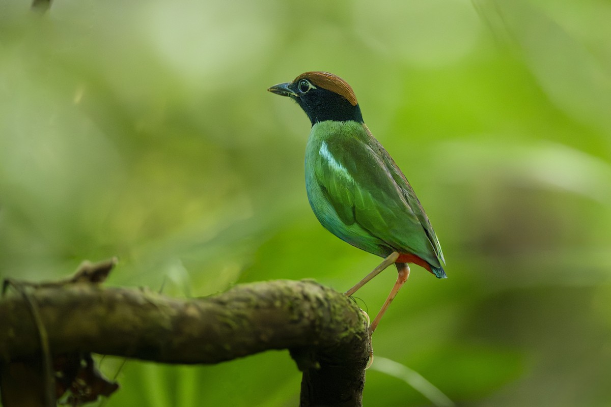 Nicobar Hooded Pitta - ML649035182