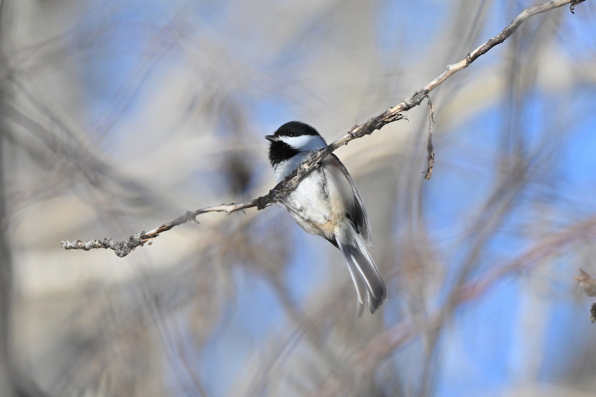 Carbonero Cabecinegro - ML649035185