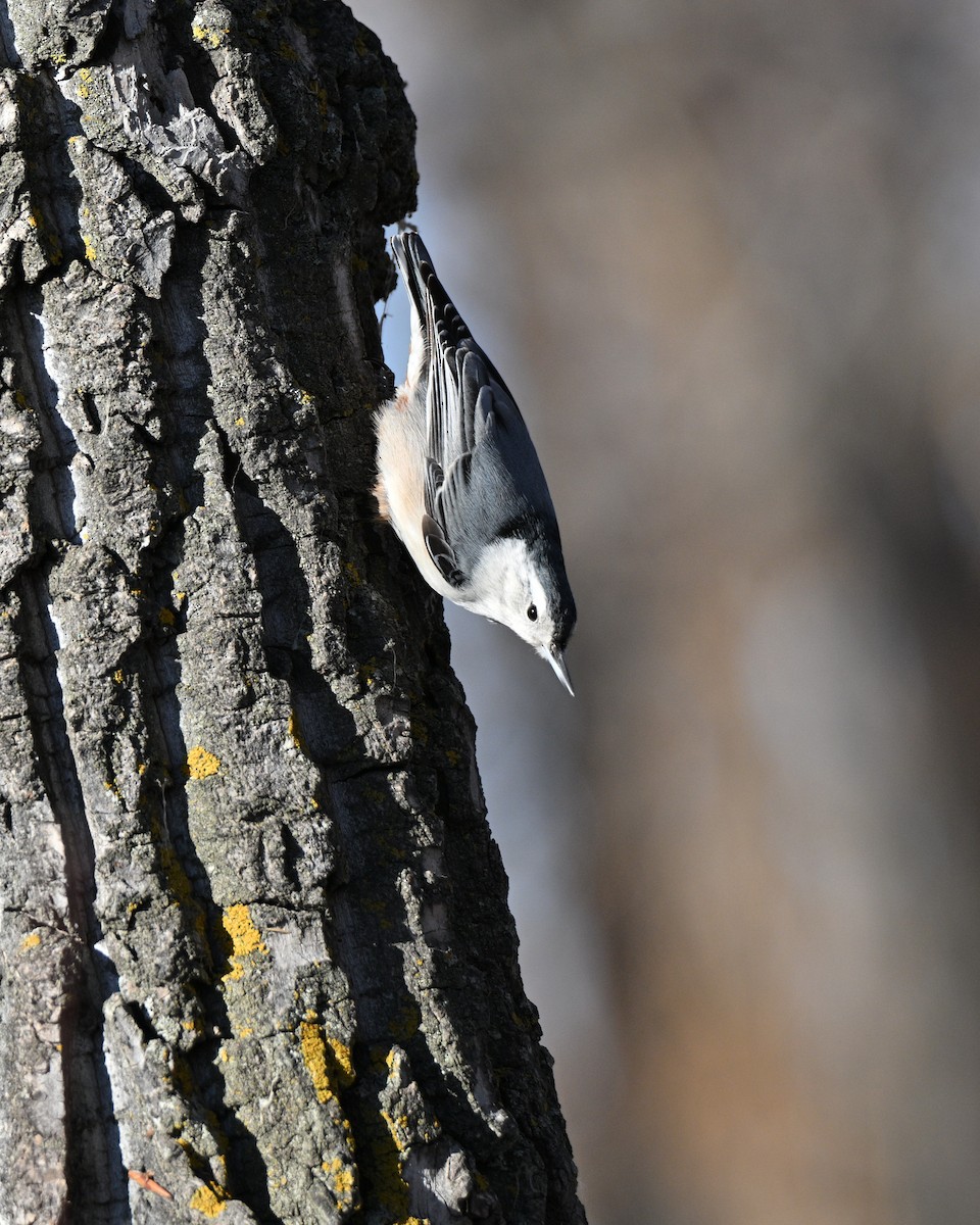 Trepador Pechiblanco - ML649035190