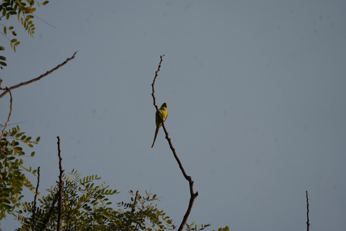 紅領綠鸚鵡 - ML649035617