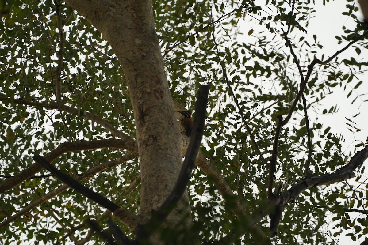 Black-rumped Flameback - ML649035655
