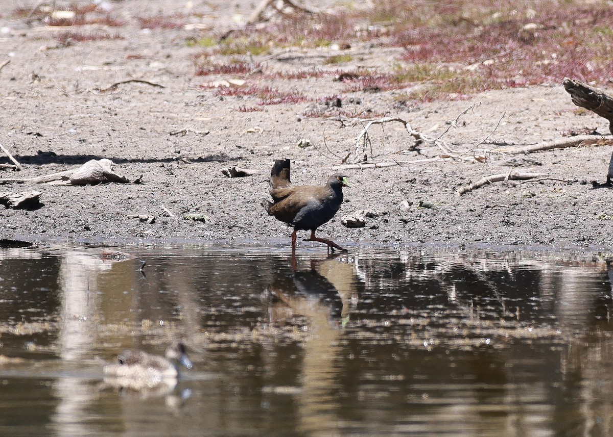 eBird Checklist - 12 Jan 2026 - Duck Lagoon - 18 species