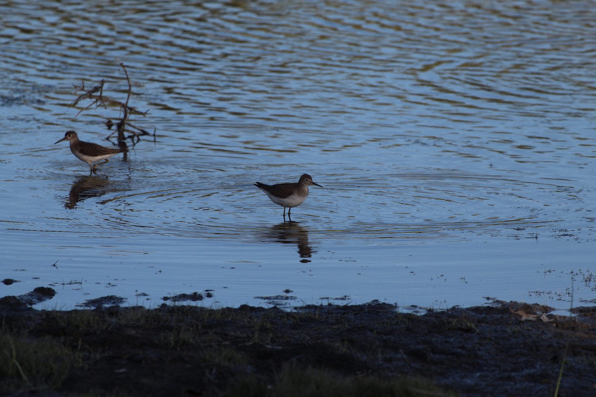 Solitary Sandpiper - ML649035950