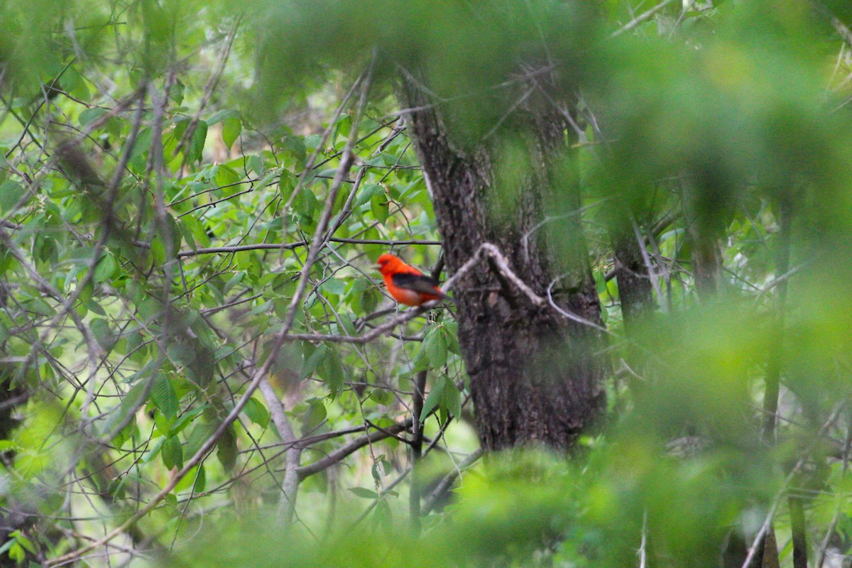 Scarlet Tanager - ML649036004