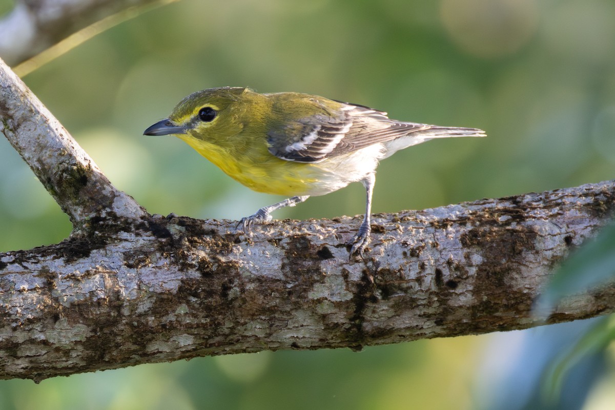 ויראו צהוב-גרון - ML649036100