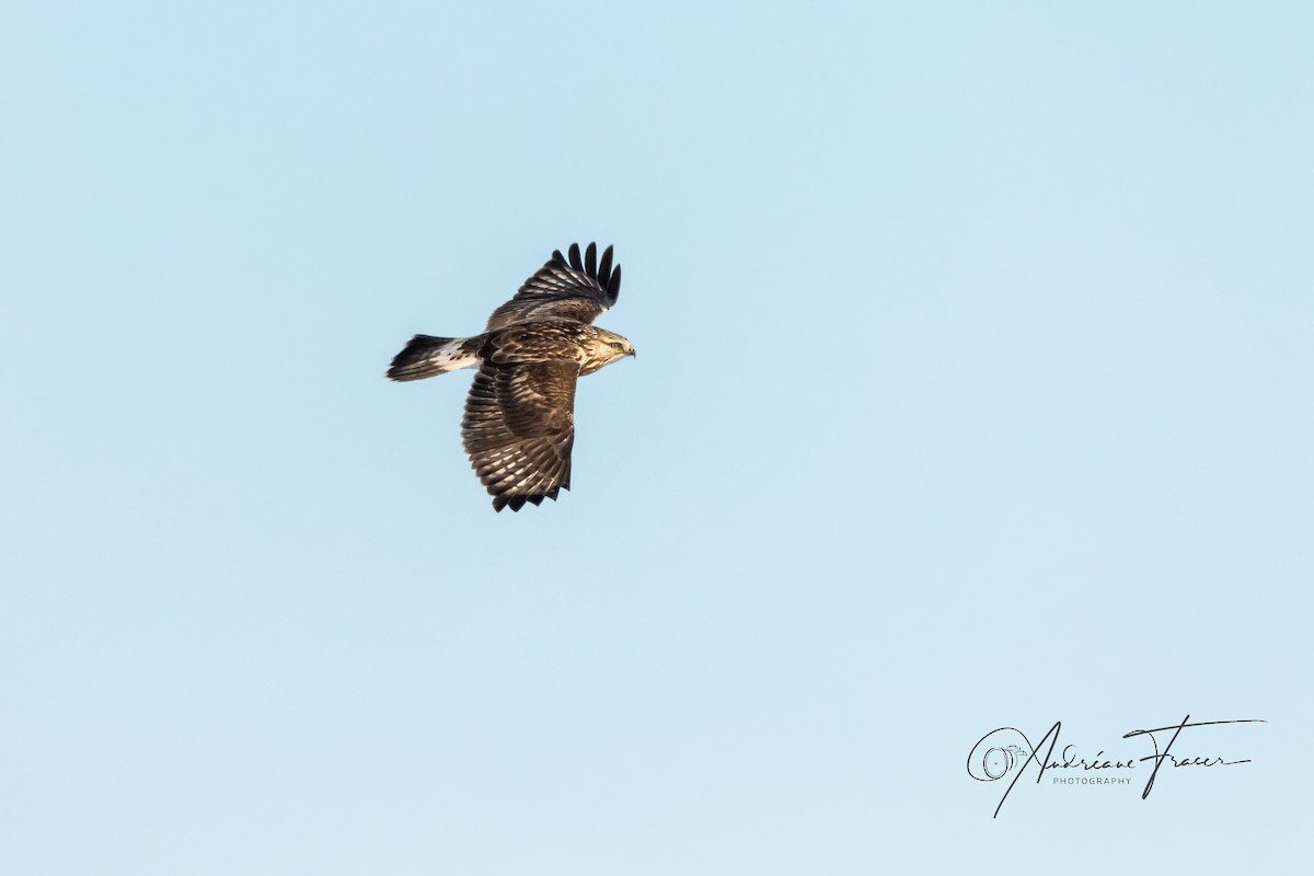Rough-legged Hawk - ML649036202