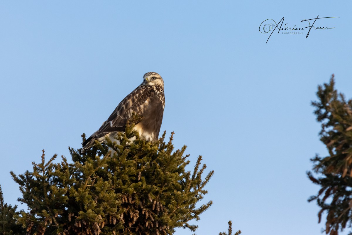Rough-legged Hawk - ML649036204