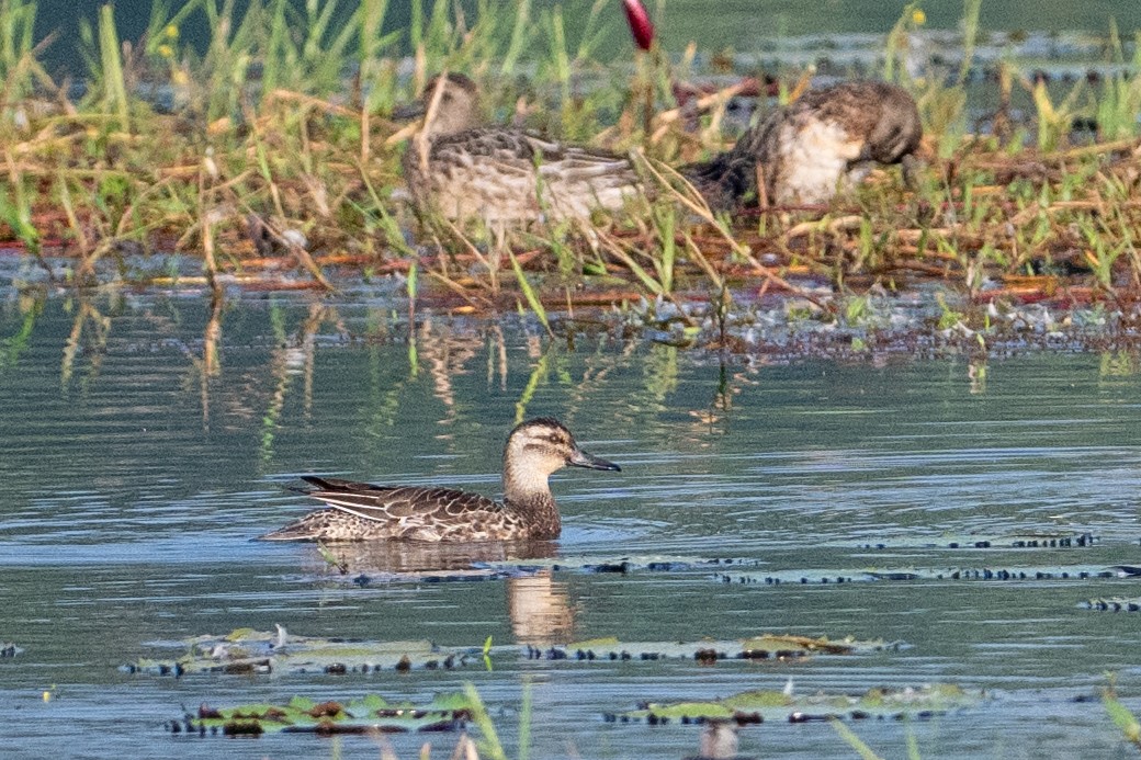 Чирок-трескунок - ML649036335