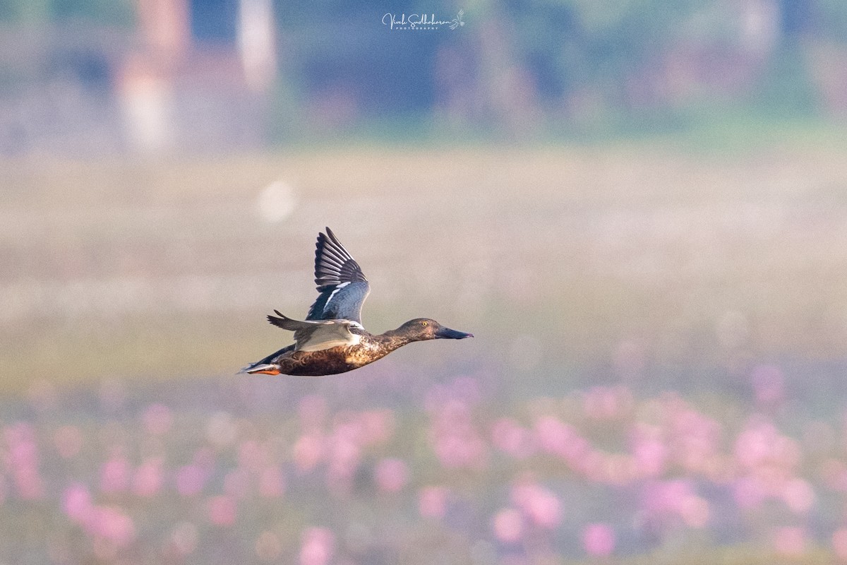 Широконоска - ML649036339