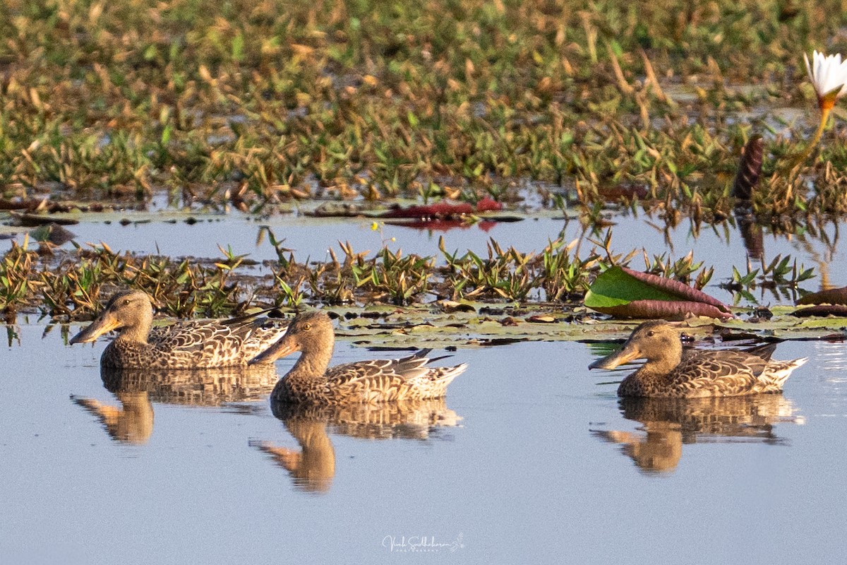 Широконоска - ML649036340