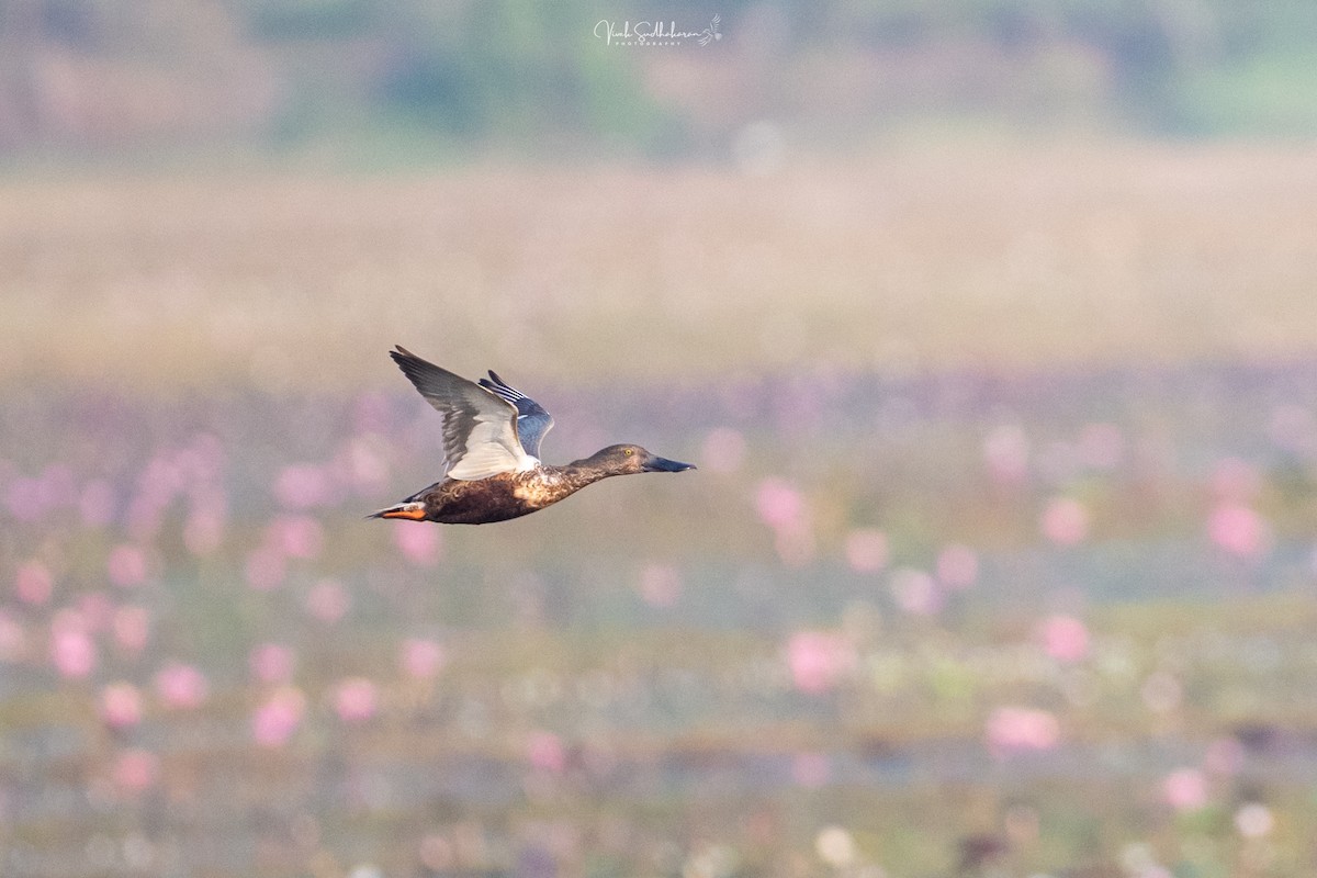 Широконоска - ML649036341