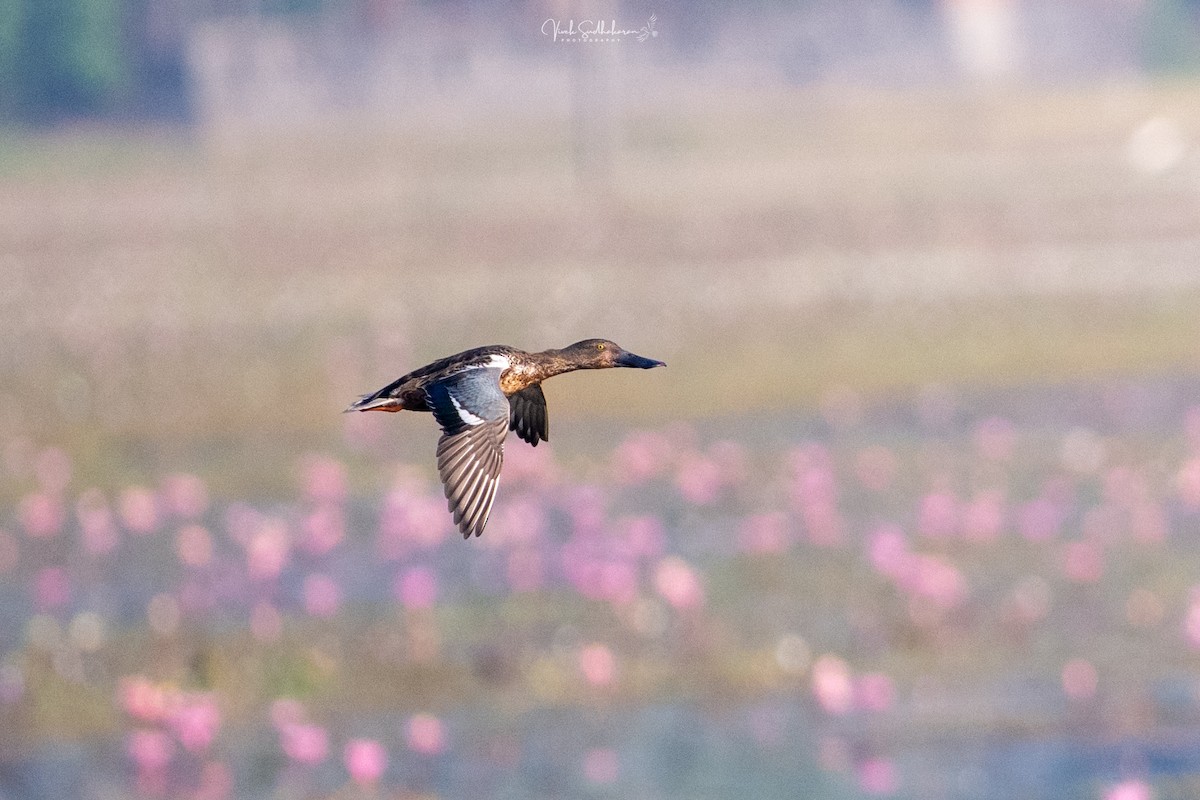 Широконоска - ML649036342