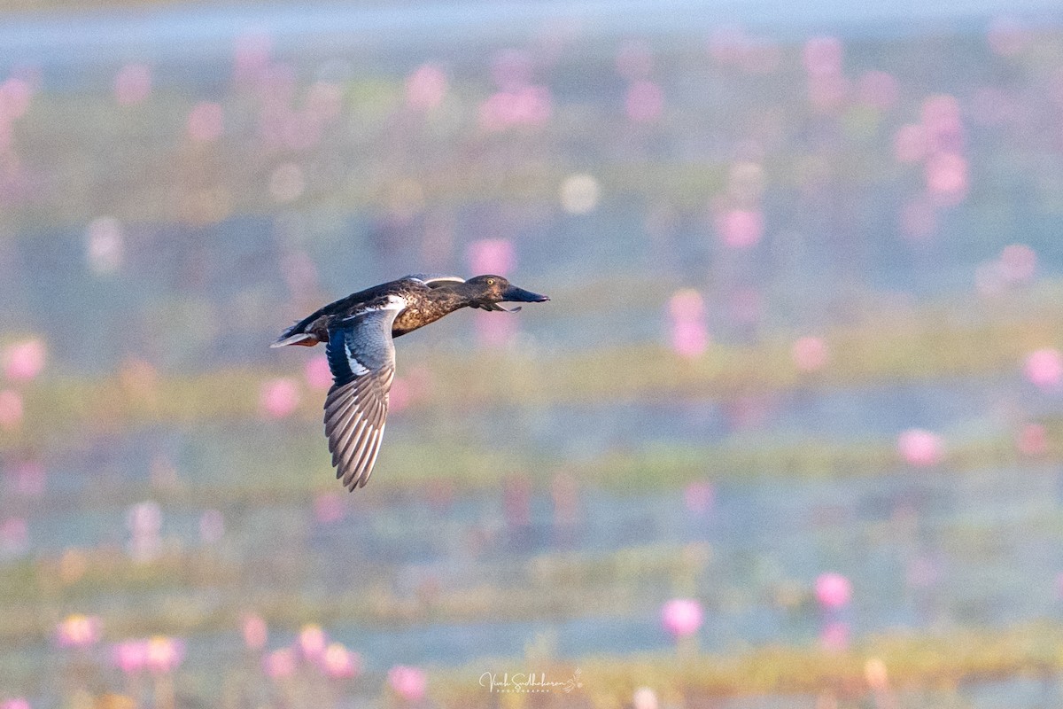 Широконоска - ML649036343