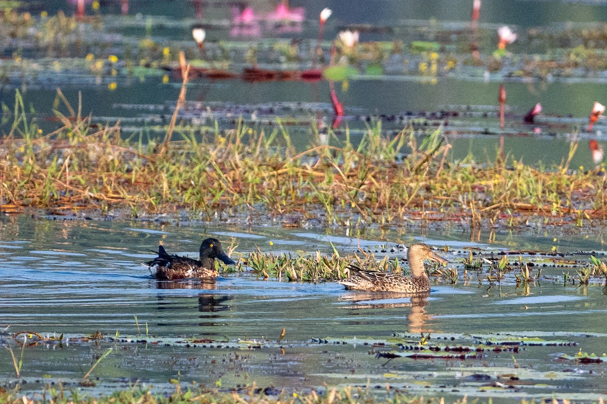 Широконоска - ML649036345