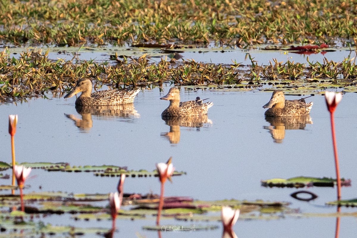 Широконоска - ML649036346